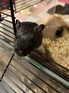 Rennmaus Pola sucht ein Zuhause