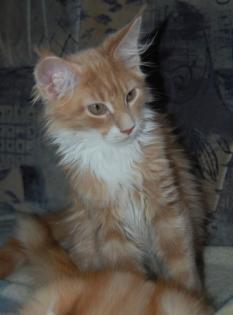 2 Maine Coon Katerchen
