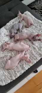 Sphynx- Katzenbaby
