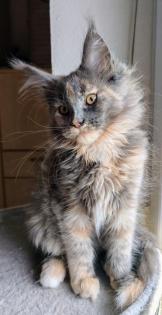 Traumhaft schöne typvolle Blue tortie Princess