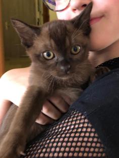 Burma Kitten REINRASSIG