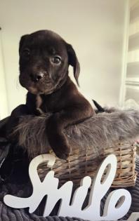 Old english bulldog-Red Fox Labrador welpen