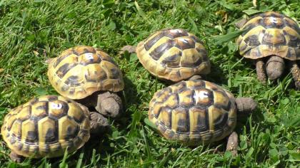 Griechische Landschildkröten Nachzucht 2024 THB, Ostrasse