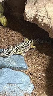 Leopardgeckos aus Privatzucht