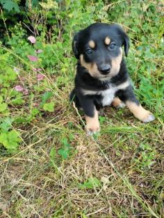 Border Collie - Labrador Welpen Mischlinge