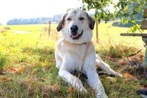 Zimtschnecke - weiblich 4 Jahre 78 cm 55 kg Kangal-Mix Gechipt Kastriert