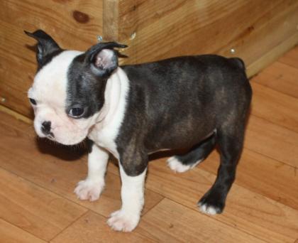Origineller Boston Terrier Rüde Welpe