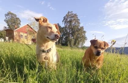 Hundebetreuung und Tier- und Haussitting