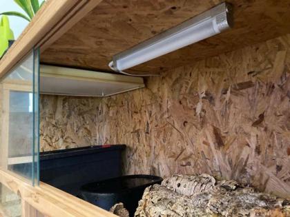 2 Königspythons inkl. Terrarien u. Zubehör abzugeben