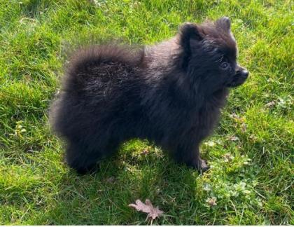 Pomeranian Zwergspitz Welpen