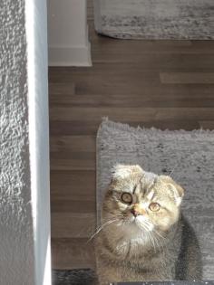Deckkater Yumak