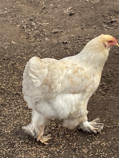 Bruteier Brahma gelockt und glatt