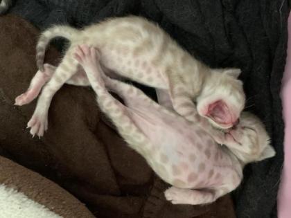 Bengal kitten Brown Snow