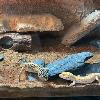 Leopardgeckos aus Privatzucht