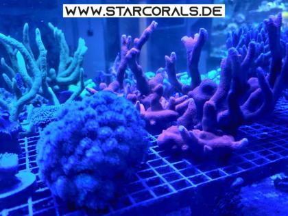 Korallen eigene Nachzucht, SPS, LPS zu verkaufen
