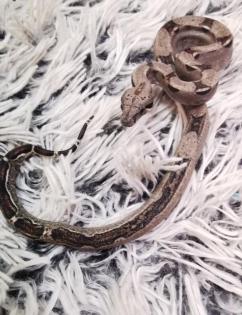 Boa Imparator NZ 07/20