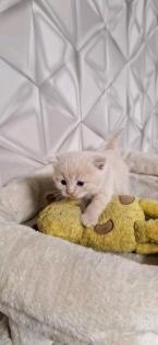 Britische kurzhaar/ ragdoll mix