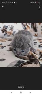 Wunderschöne Bkh kitten suchen neue Dosenöffner