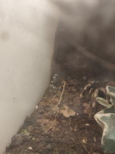 Nhandu Chromatus 0. 1