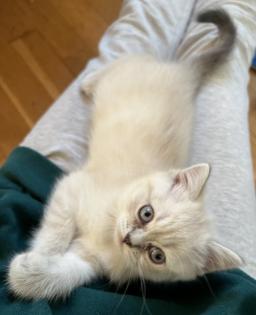 BKH Kitten Weibchen