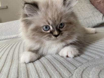 Reinrassige Perser Kitten