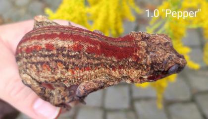 Rhacodactylus auriculatus Höckerkopfgeckos für HAMM