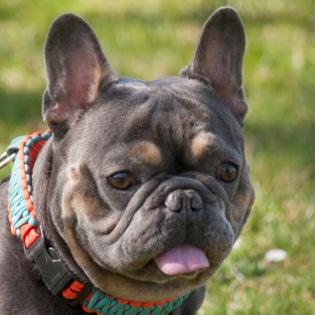 FRENCH HUGO - männlich 4 Jahre 34 cm 14 kg Französische Bulldogge Gechipt Nicht kastriert