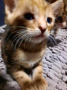 Reinrassige Bengal Kitten