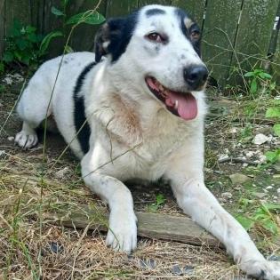 Tabby sucht ein Zuhause