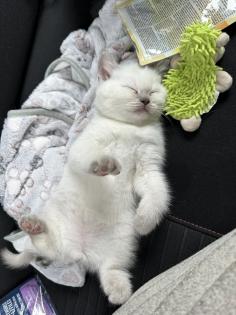 BHK KITTEN ABZUGEBEN DRINGEND