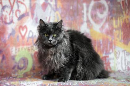 Maine Coon Kitten Prinzessinen