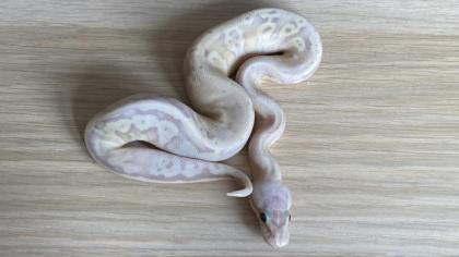 Bannana Super Pastell Inferno Fader 50 het Pieblad Königspython 10 male