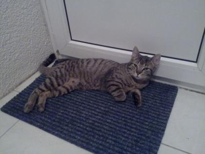 Verschenken unseren Kater Odin
