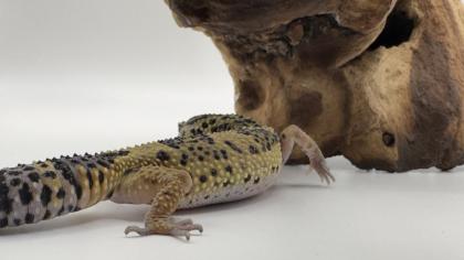 Leopardgecko 1. 13. 16
