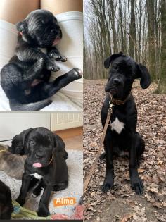 Cane Corso Wurfankündigung mit Ahnentafel