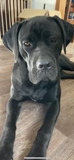 Kräftige Cane C rso Welpen