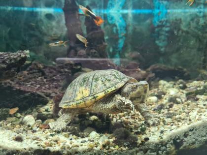 Wasserschildkröte inkl. Aquarium Zubehör