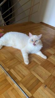 Ragdoll/BKH