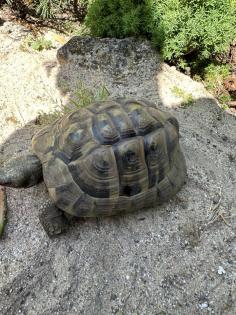Griechische Landschildkröte weiblich zu verkaufen