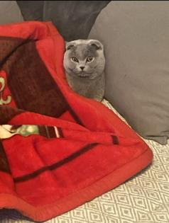 Junge Scottish Fold Katzen mit Stammbaum suchen neues Zuhause