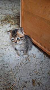 Kitten / Katzenbabys