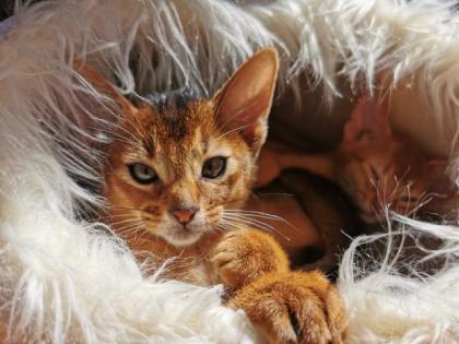 Reinrassige Abessinier Kitten mit Stammbaum
