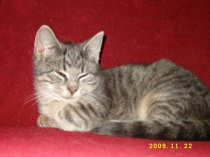 8 Wochen BKH Silver-Tabby abzugeben