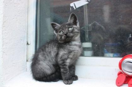 Schmusekater sucht neues zu Hause zu verschenken