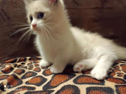 Munchkin Kitten