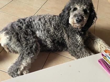 2 GoldendoodlemixHündinnen abzugeben