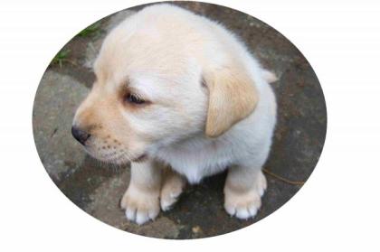 NUR NOCH 3 BLONDE LABRADOR WELPEN ABZUGEBEN, COTTBUS