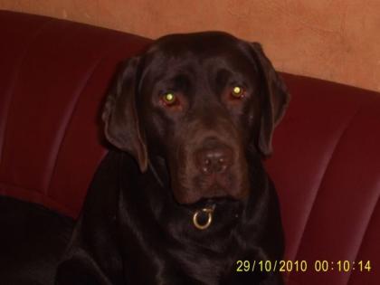 Zuchttauglicher Labrador schoko 2 J.