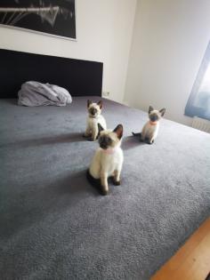 Siam kitten suchen ihr neues Zuhause
