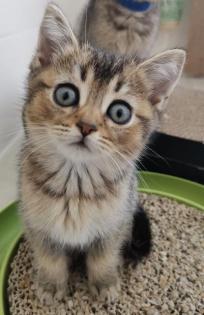 BKH kitten